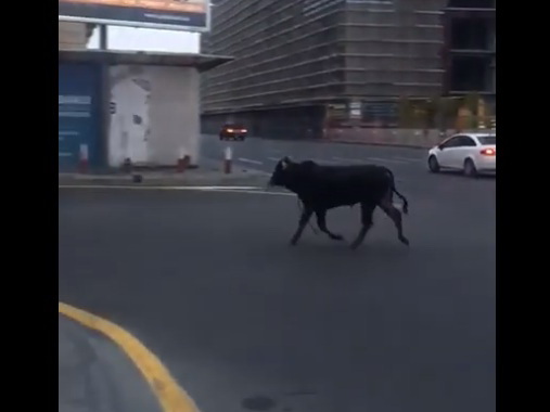 В Баку на площади Азадлыг два часа ловили быка – ВИДЕО