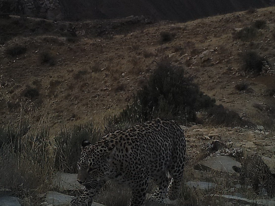 В Нахчыване сняли на камеру леопарда и ее детеныша  – ФОТО – ВИДЕО