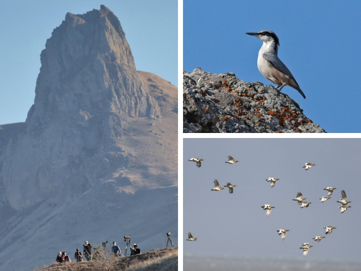 Сезонная миграция миллионов птиц через Бешбармаг vs трасса «Север – Юг»: риски и возможности – ФОТО – ВИДЕО
