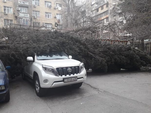 Поваленное ветром дерево раздавило машину в Баку - ФОТО
