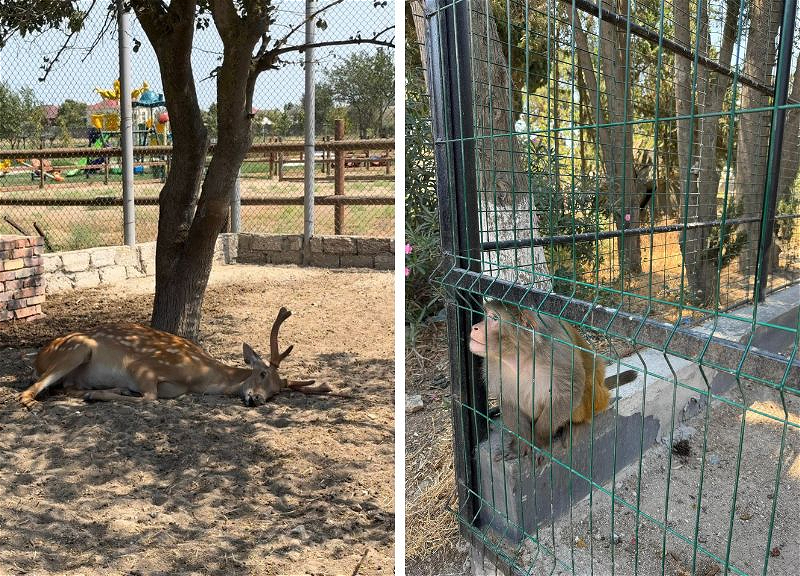 Незаконно содержавшиеся в «The Farm» животные получили шанс на новую жизнь - ФОТО