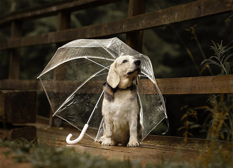 В эти дни в Баку будет дождливо