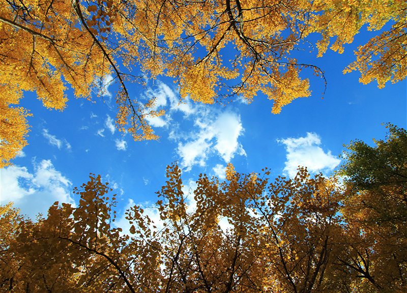 Погода на пятницу: В Баку ожидается до 17 °C