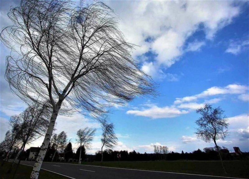В Баку бушует сильный ветер - ФАКТИЧЕСКАЯ ПОГОДА