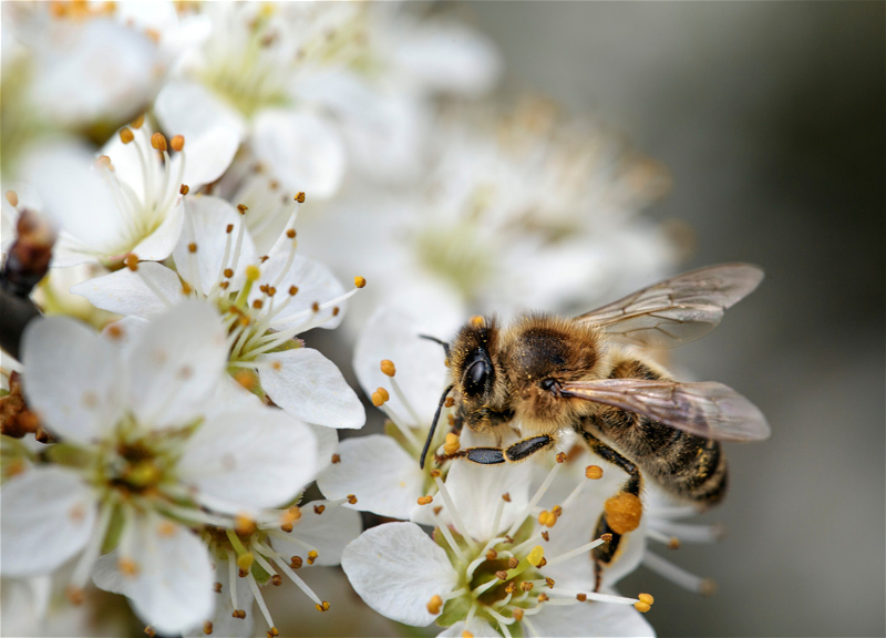 Какой будет погода в Азербайджане в последний день марта