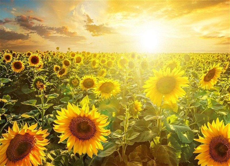 Sabah temperatur 39 dərəcəyə çatacaq
