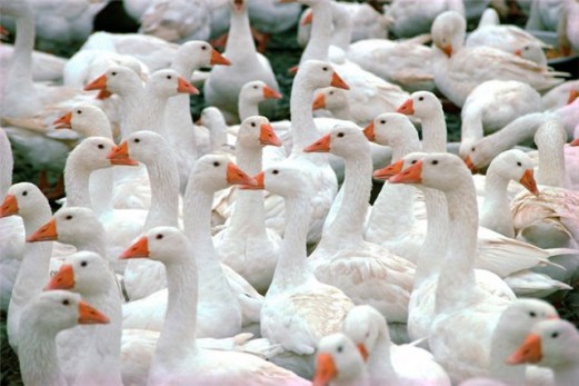 В Азербайджане не выявлено случаев заболевания «птичьим гриппом» среди пернатых