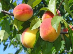 НФПП определяется с финансированием проектов по развитию садоводства