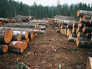 Минэкологии продолжает борьбу по противодействию вырубке лесов