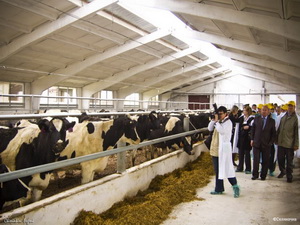 Производство животноводческой продукции повысилось на 7%