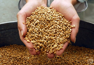 Казахстан намерен продолжить поставки зерна в Азербайджан – Посол