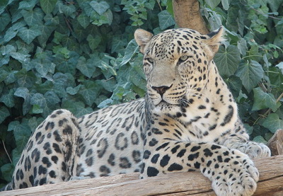 Ученые обнаружили в Азербайджане редкий вид леопарда