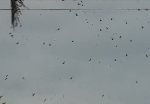 В Бразилии пошел дождь из пауков – ВИДЕО