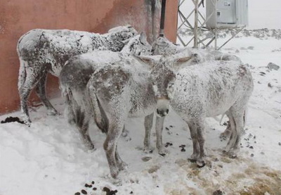 В Турции, забытые в поле ослы, покрылись ледяной корочкой - ФОТО