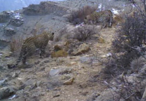 В Зангезурском национальном парке Азербайджана зафиксированы две особи леопардов - ВИДЕО