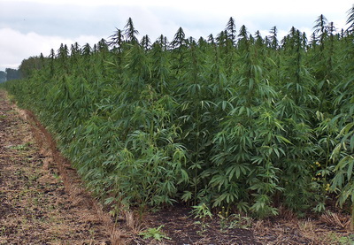 В Загатальском заповеднике выявлен факт выращивания наркотических растений