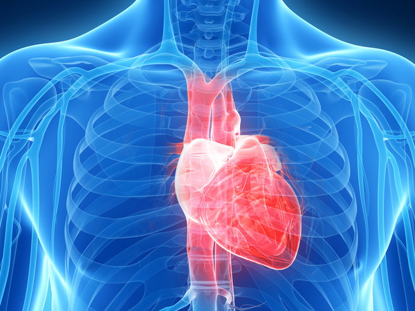 Ученые напечатают живое человеческое сердце на 3D-принтере