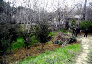 Возбуждено уголовное дело по факту вырубки деревьев в Ботаническом саду