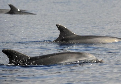 В Черном море появятся американские военные дельфины