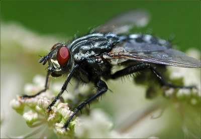 Ученые расшифровали ДНК мухи цеце