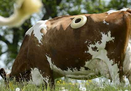 Фермеры вырезали в коровах дыры, чтобы наблюдать за пищеварением – ФОТО - ВИДЕО