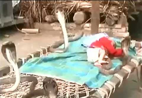 Младенец, спящий под охраной четырех кобр - ВИДЕО