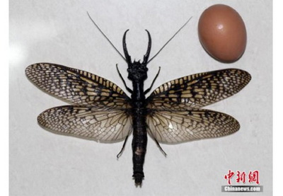 Найдено самое большое в мире летающее насекомое