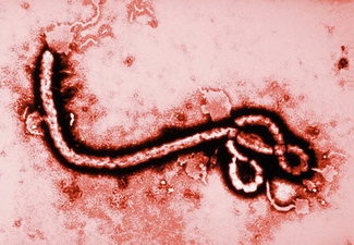 Сьерра-Леоне: поймана сбежавшая женщина с вирусом Эбола