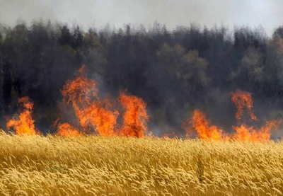 В Гахском районе Азербайджана пожар уничтожил пшеничные поля