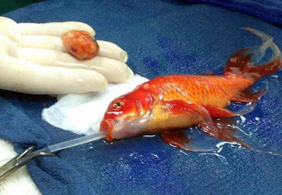 Ветеринар удалил опухоль мозга у золотой рыбки - ФОТО