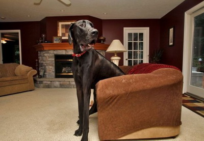 Умерла самая высокая собака в мире – ФОТО – ВИДЕО