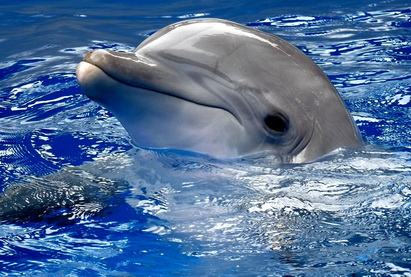 Народному артисту Азербайджана подарили дельфина
