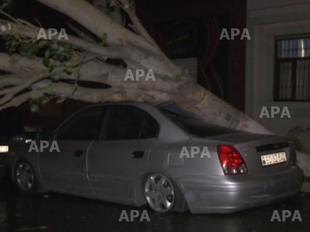 В Баку сильный ветер повалил дерево, которое повредило автомобиль - ФОТО