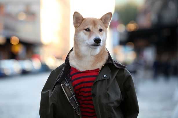 Собака стала высокооплачиваемой моделью мужской одежды - ФОТО