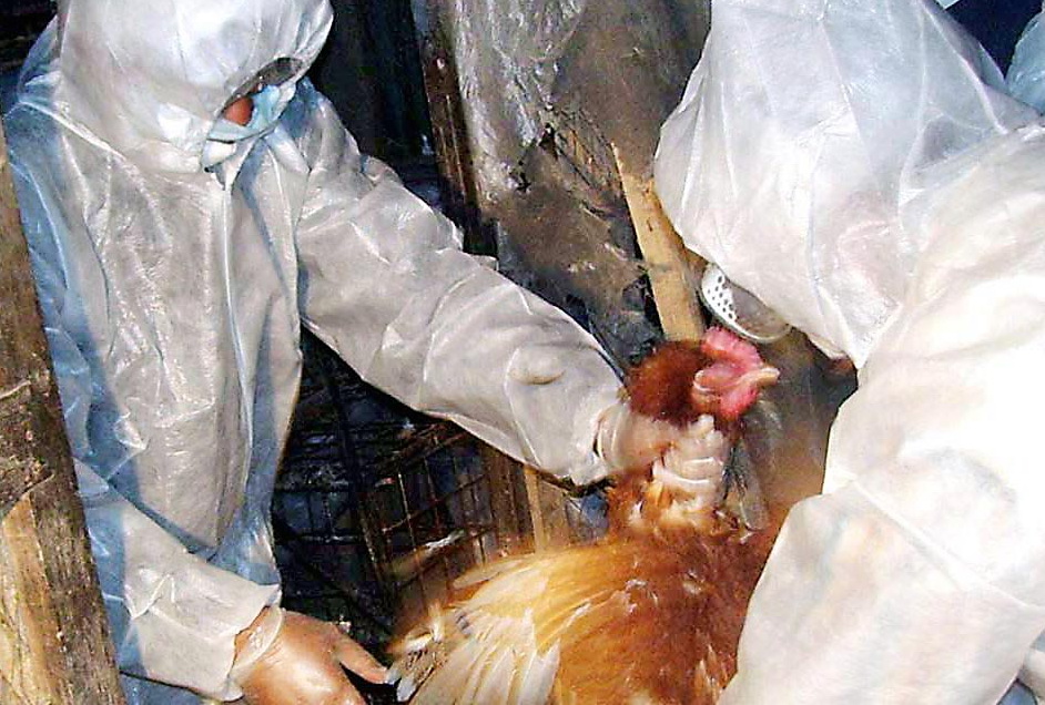 Мониторинг не выявил в Азербайджане птичьего гриппа - Госветконтроль