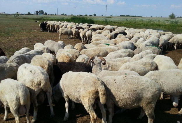 В Азербайджане набирает популярность страхование сельхозживотных