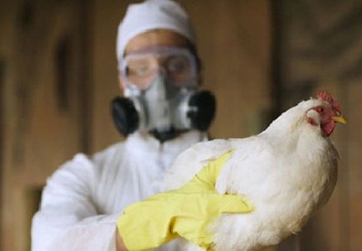 В Нидерландах из-за птичьего гриппа уничтожат 43 тыс. кур
