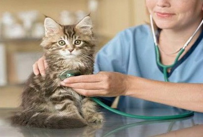 В Азербайджане разрешена приватизация ветеринарных клиник