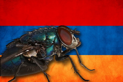 Двукрылые мухи: секрет экономического чуда Армении