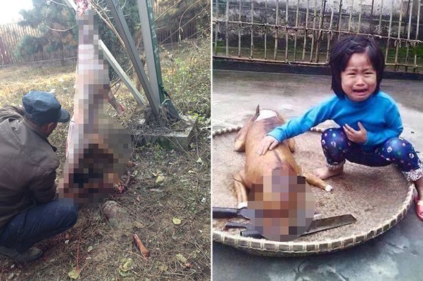 Во Вьетнаме 5-летняя девочка узнала на прилавке свою собаку, которую зажарили – ФОТО
