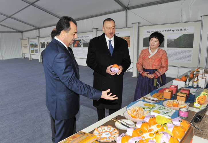 Президент Ильхам Алиев ознакомился с новым хозяйством «Гилан агро-цитрус» - ФОТО