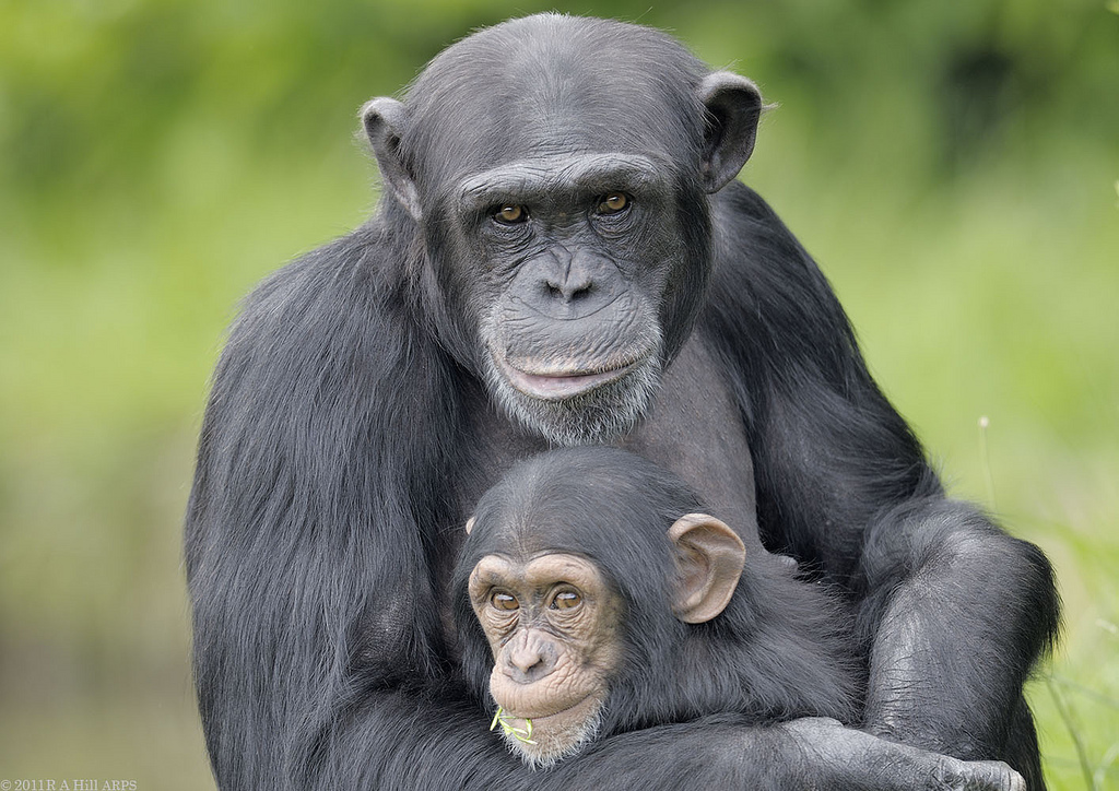 Суд в США впервые в истории признал за шимпанзе права человека