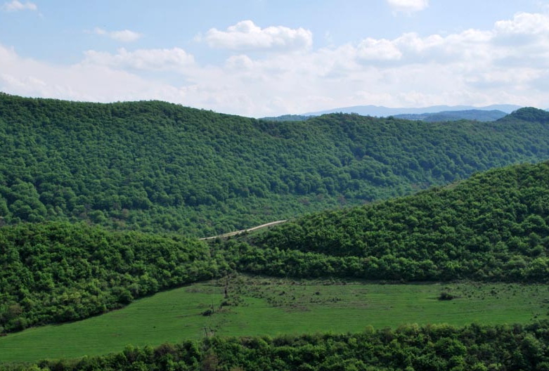 Исследование: изменение климата в азербайджанских лесах может привести к  негативным последствиям