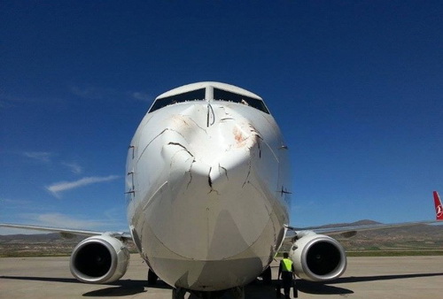 В самолет «Турецких авиалиний» врезалась стая птиц – ФОТО