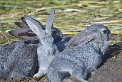 В Дании радиоведущий убил кролика во время передачи о защите прав животных