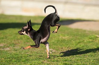 Собака из Калифорнии стала рекордсменкой по бегу на передних лапах - ВИДЕО