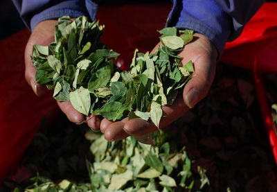 Папа Римский в ходе визита в Боливию намерен попробовать листья коки