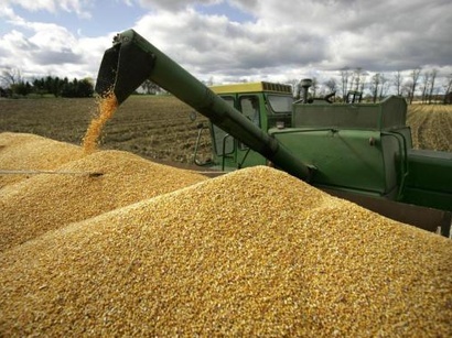 Зерновой фонд при МЧС АР начал закупку пшеницы
