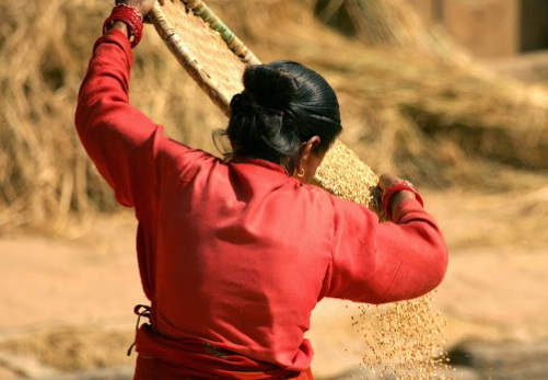 Азербайджан при содействии FAO реализует проект поддержки женщин-фермеров