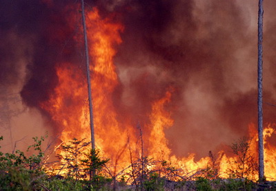 В Канаде из-за лесных пожаров эвакуированы почти восемь тысяч человек